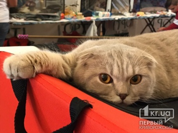 Кото-пати в осеннем формате: в Кривом Роге проводится международная выставка кошек