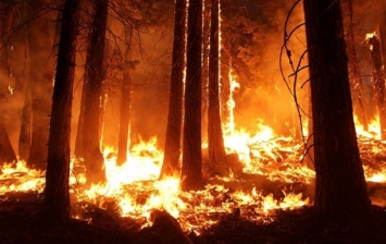 Спасатели бьют тревогу: дважды за день тушили пожар в одном и том же лесу