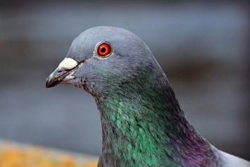 ЦРУ рассекретило планы по использованию голубей-разведчиков