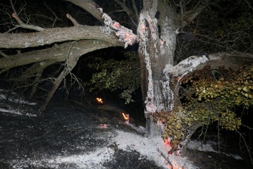 Под Киевом - лесной пожар (фото)