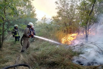 В Петриковском районе сгорело больше 12 гектаров леса