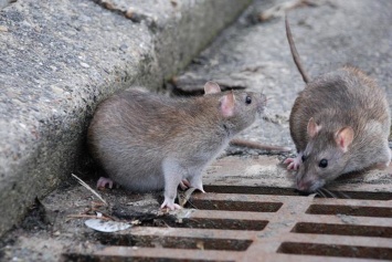 «Это уже их город»: жители утверждают, что крысы захватили Днепр