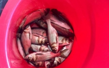 Воды Каирского залива пополнились тремя тоннами рыбы