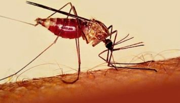 Запорожские медики диагностировали два случая тропической малярии