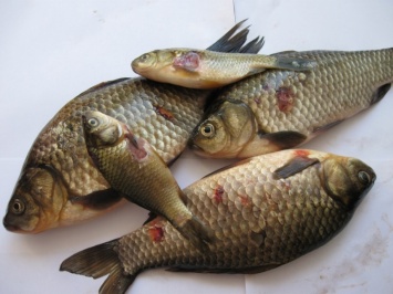 В Тарутино заболела рыба