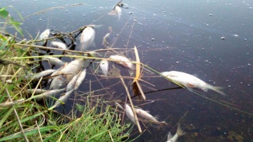 На Днепропетровщине массово вымирает рыба: что происходит (Фото)