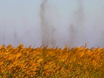 Миллионы насекомых скопились в рой: под Одессой засняли необычный смерч
