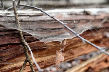 Композит паутины и древесины заменит синтетический пластик