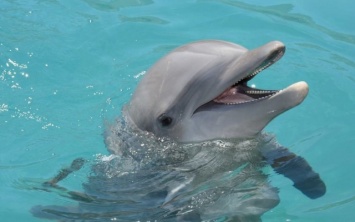 Дельфины могут быть переносчиками супербактерий