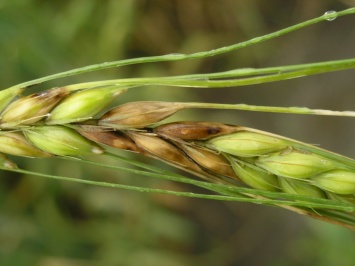 Ученые провели анализ зараженности пшеницы на части территорий России