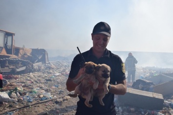 На николаевской свалке спасатели спасли щенков
