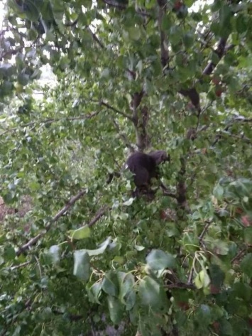 Спасение во время шторма: в Мариуполе испуганный кот застрял на дереве, - ВИДЕО
