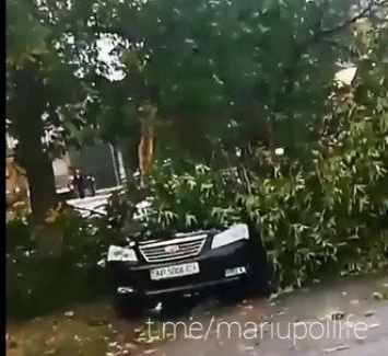 "Царствие небесное машине!" В Мариуполе на авто упало дерево, - ВИДЕО