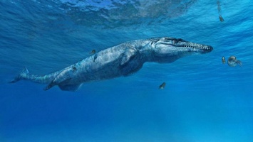 В Британии на пляж вымыло неизвестное создание: внешне чудовище похоже на помесь динозавра и кита