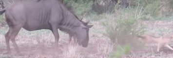 Сражалась до последнего: в сети опубликовали душераздирающее видео битвы антилопы с шакалами