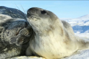 Придумайте имя. Полярники нашли первого тюлененка - яркие фото