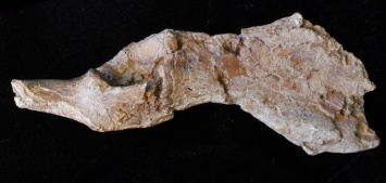 Ученый обнаружил останки древнейшего прямоходящего предка человека (фото)