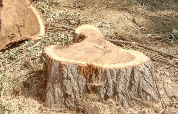 В Покровске продолжают срез/спил деревьев, под «нож» попало 81 дерево