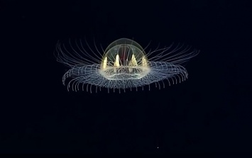 Ученые обнаружили «подводный НЛО»: видео
