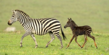 В Кении засняли необычную зебру в горошек