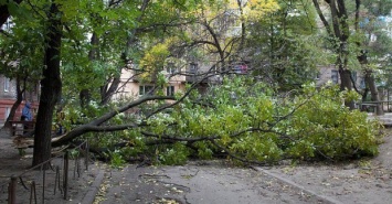 В Харькове из-за непогоды упало несколько деревьев