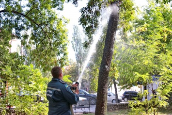Спасатели зеленых насаждений. Деревья от червеца в Бердянске будут мыть из пожарных машин