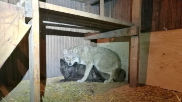 Чтобы разводить волкособов, жительница Финляндии незаконно ввозила из России волков