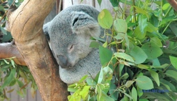Австралийский зоопарк предлагает провести ночь среди коал