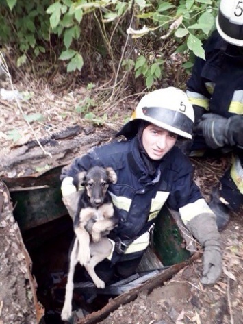В Днепре спасли щенка, который провалился в заброшенный колодец