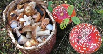 Харьковские специалисты опровергли фейк о проверке грибов с помощью лука или серебра