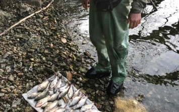 За неделю водные браконьеры незаконно наловили 306 кг рыбы