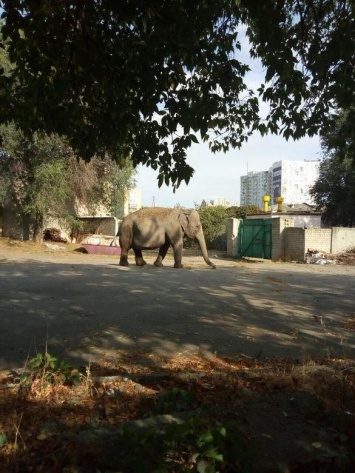 В Харькове заметили слона, который разгуливал возле детсада, - ФОТО, ВИДЕО