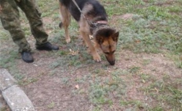 На Днепропетровщине собака помогла разыскать пропавшую 4-летнюю девочку