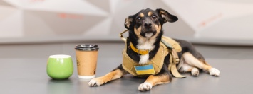 Где в Днепре попить кофе в компании своей собаки