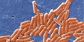 В Африке обнаружили новую супербактерию