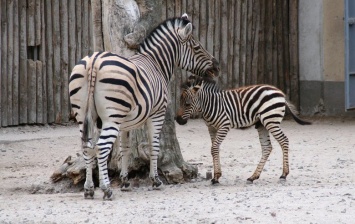 В соцсетях предлагают назвать животных, родившихся в этом году в Одесском зоопарке