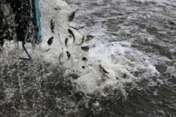 Водоемы Херсонщины сегодня обогатили на 5.7 миллионов экземпляров рыбы