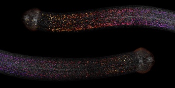 Биологи выяснили, как паразитические черви регенерируют потерянные части тела