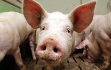 На ферме в Запорожской области зафиксировали африканскую чуму свиней