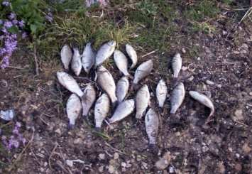 На Николаевщине браконьеры наловили рыбы на 160 тысяч гривен, - ФОТО