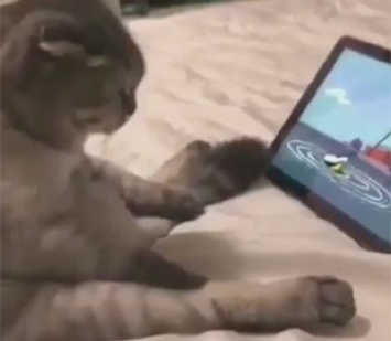 Кот, решивший посмотреть мультики в необычной позе, повеселил Сеть