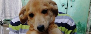 Помогите найти: в Никополя пропала собака по кличке Тильда