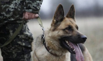 ГПСУ: На границе с Румынией служебная собака помогла пограничникам найти оружие