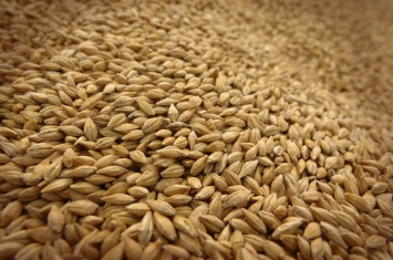 Украина отправит на экспорт рекордный объем пшеницы