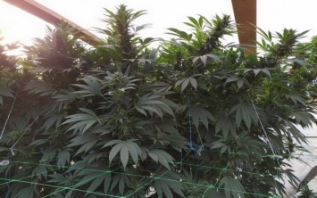 В Геническом районе задержали наркодилеров, которые выращивали каннабис для продажи в Крыму