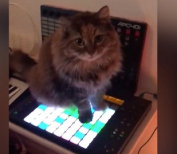 Пользователей сети покорила кошка-композитор электронной музыки