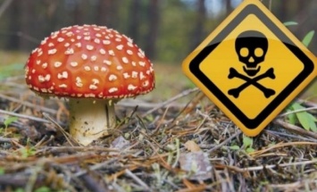 Опасная еда: в Запорожской области мужчина отравился грибами