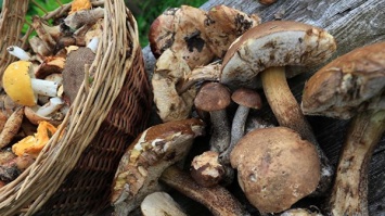 Почему лучше отказаться от грибов, растущих в Запорожской области
