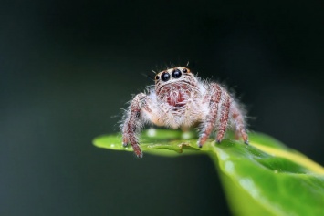 Названы самые ядовитые пауки на планете