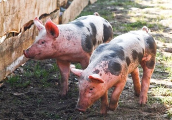 Южная Корея подтверждает новые случаи африканской чумы свиней в приграничном городе Северной Кореи